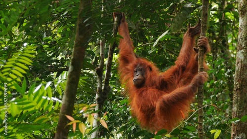 Wild Orangutan swinging in tropical jungle of Sumatra in Indonesia