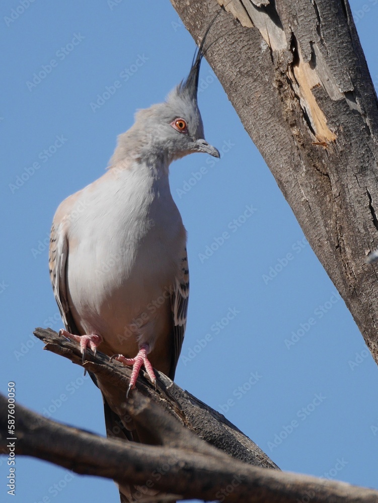 Crested Pigeon perched on tree with blue sky