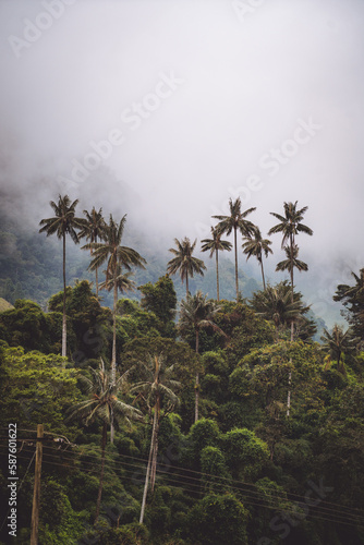 Highest Coconut Palm Trees Cocora Valley in Salento  Disney Village in Colombia