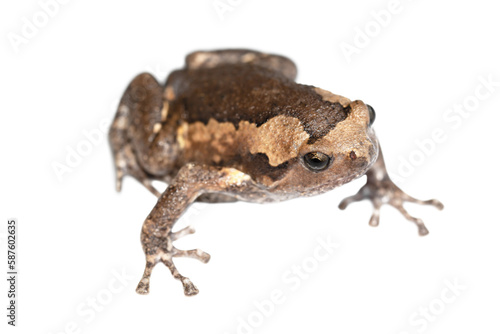 frog isolated on transparent background.PNG format