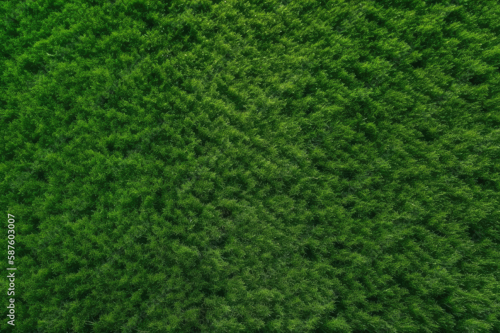 Dense green grass texture, high resolution. Perfect lawn, top view. Natural background of fresh green grass. Easter background concept. Springtime nature pattern. Copy space. Generative AI Dense green grass texture, high resolution. Perfect lawn, top view. Natural background of fresh green grass. Easter background concept. Springtime nature pattern. Copy space. Generative AI