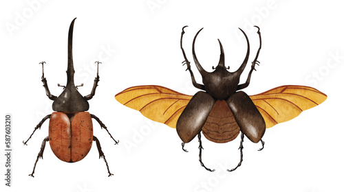 Rhinoceros beetle