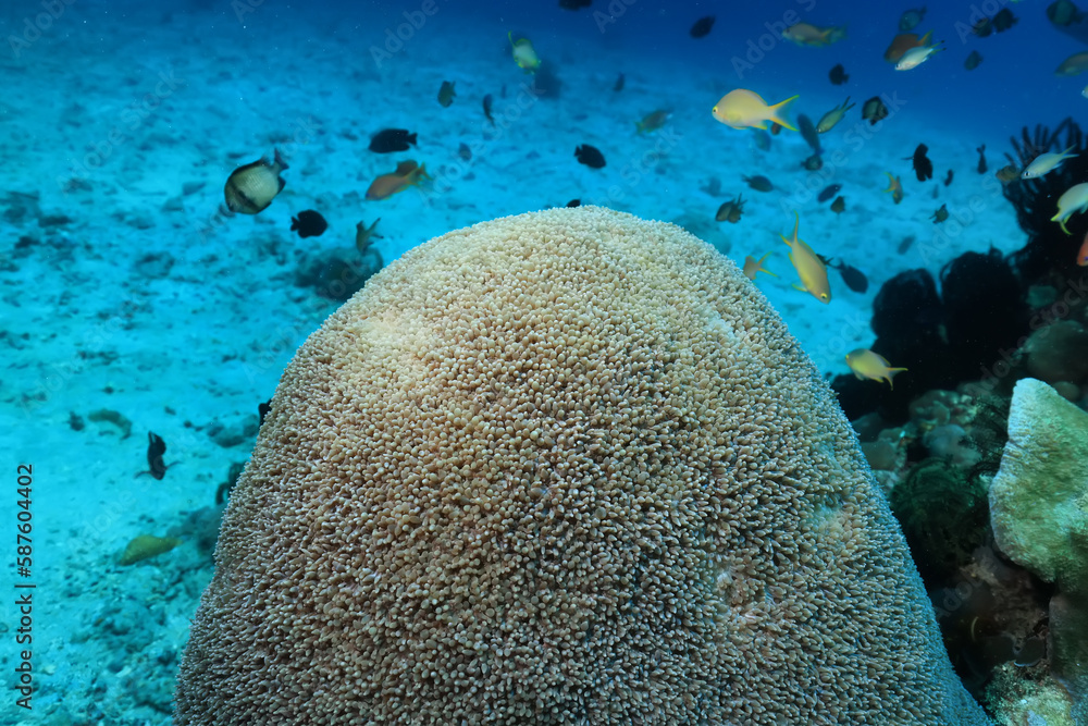 anemone actinia texture underwater reef sea coral anemone actinia texture underwater reef sea coral