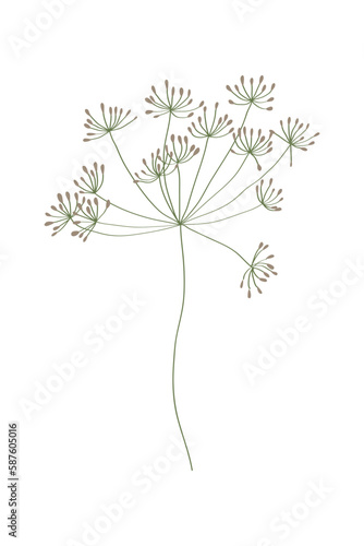 Vector illustration of field grass, flower, dry in flat style, isolated on a white background