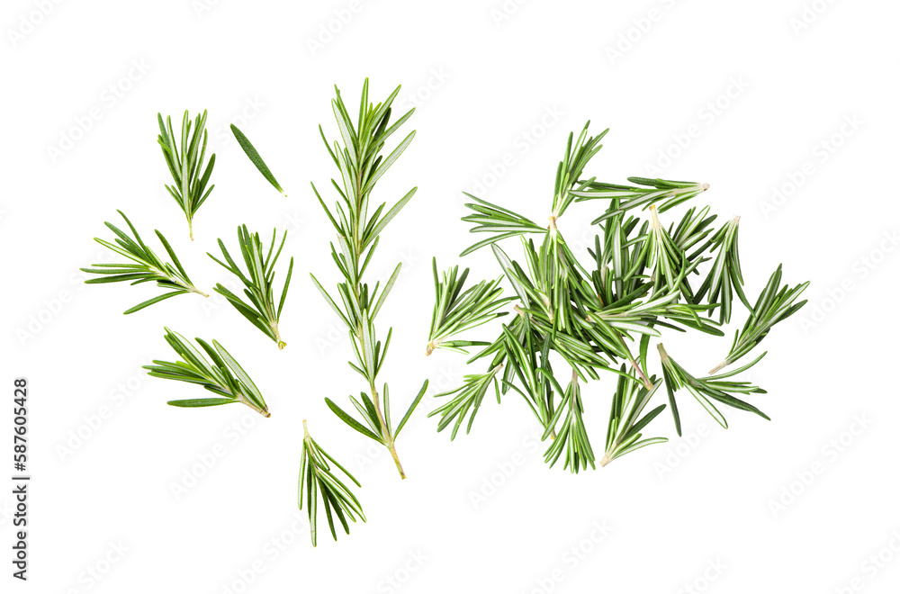 fresh rosemary isolated on transparent png fresh rosemary isolated on transparent png