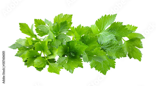 Celery leaf isolated on transparent png