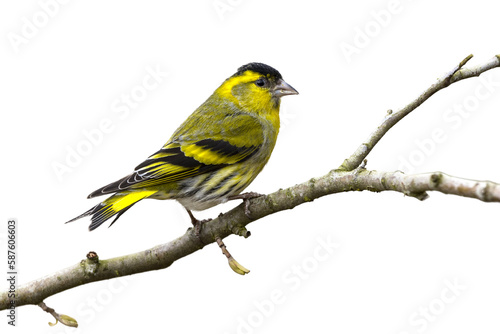 Photographie yellow Bird and blck