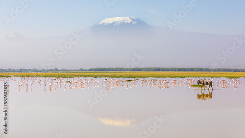 Blue wildebeest (Connochaetes taurinus) with reflection and a flock of lesser Flamingo (Phoenicopterus minor) foraging with Kilimanjaro in the back, Amboseli National Park, Kenya.