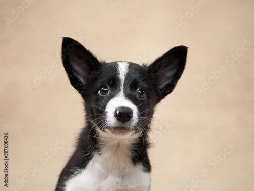 black and white puppy on a beige background. one month old border collie in studio. Dog in studio  © Anna Averianova