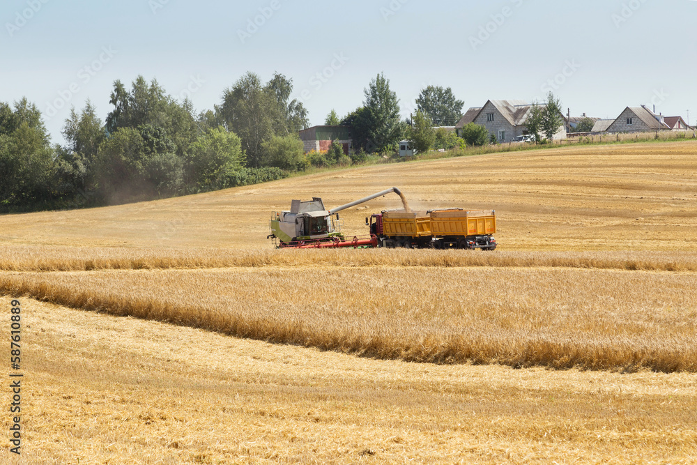 Fototapeta premium Harvesting with combines