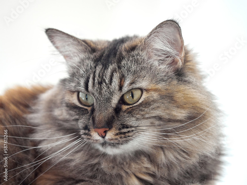 Portrait of a Norwegian forest cat on a light background. © Sergey