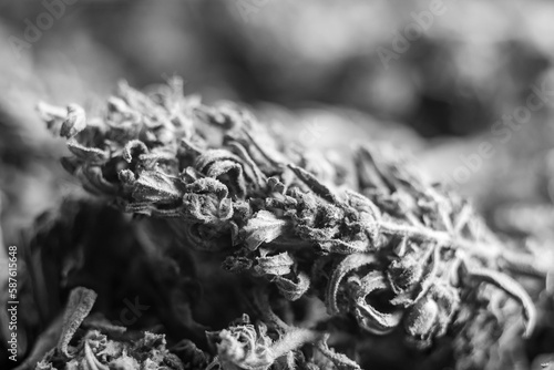 Black and white close up of dried CBD Cannabis bud, horizontal format photo