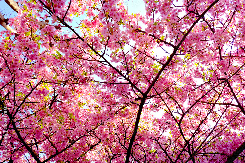 pink cherry blossom in spring. sakura tree on blue sky. pink cherry blossom in spring. sakura tree on blue sky.