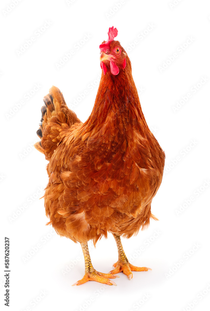 Fototapeta premium Brown hen isolated.