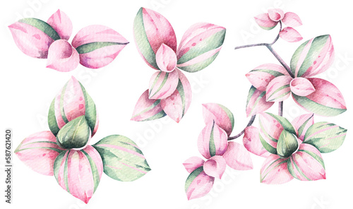 Tropical leaves of pink and green color, watercolor illustration.Pink spotted leaves(Callisia Repens Pink Lady).Ornamental plants for background, wallpaper invitation card.Houseplant spotted leaves