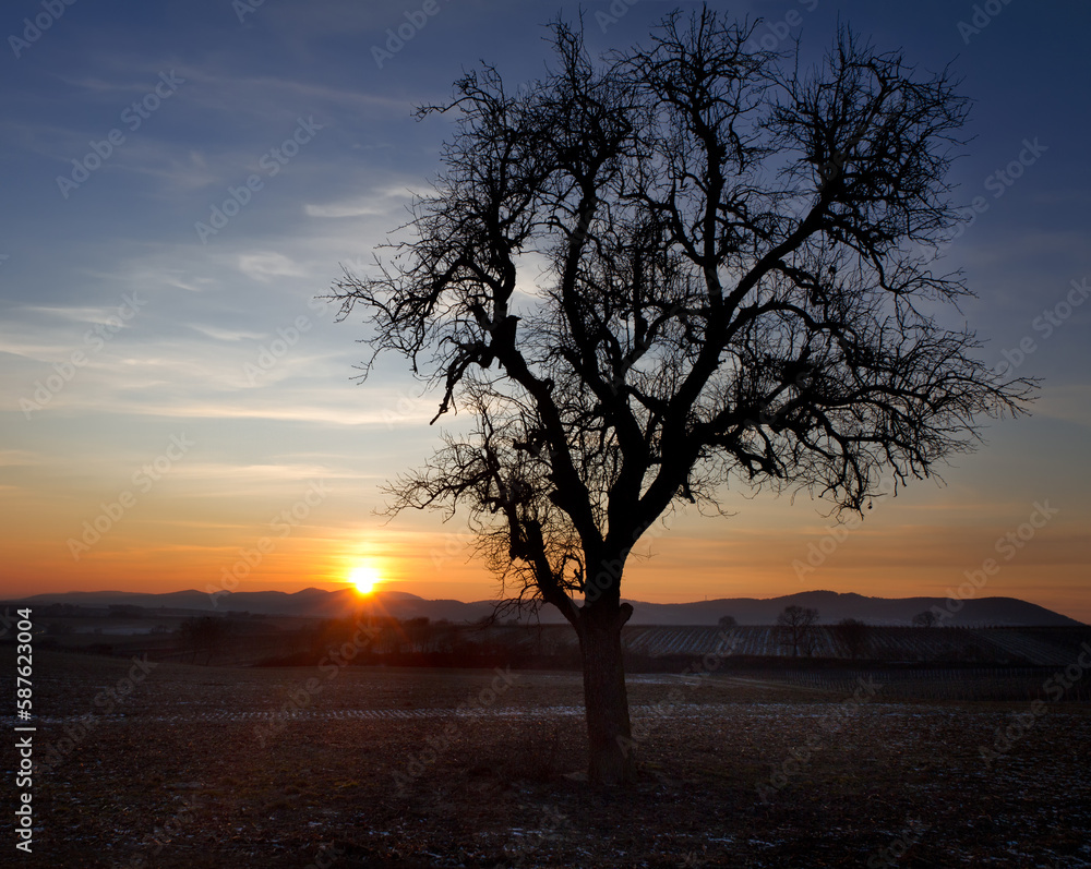 Single tree at sunset, Pfalz, Germany