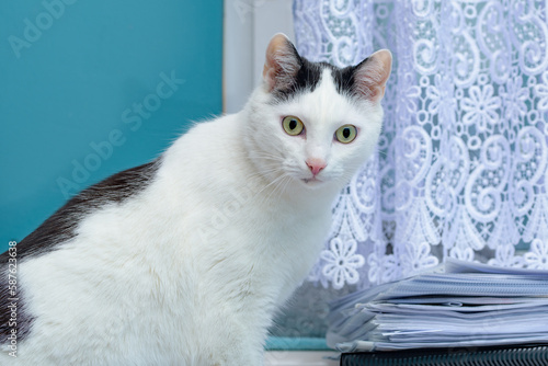 przestraszony kot stojący nad stosem dokumentów