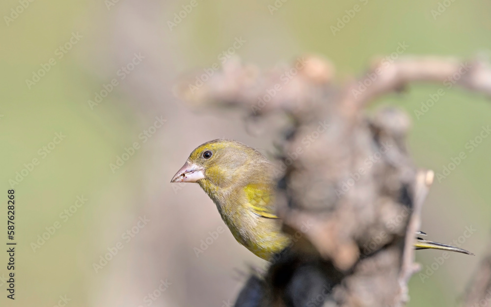 Obraz premium European Greenfinch (Chloris chloris), Greece