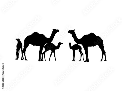 camel in desert. camel vector design and illustration. camel vector art  icons  and vector images. camel isolated white background.