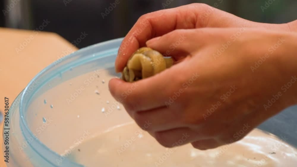 snail crawling over paper with lettuce leaf snail crawling over paper with lettuce leaf