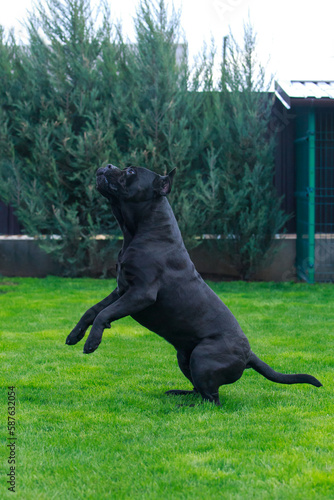 dog breed cane corso italiano