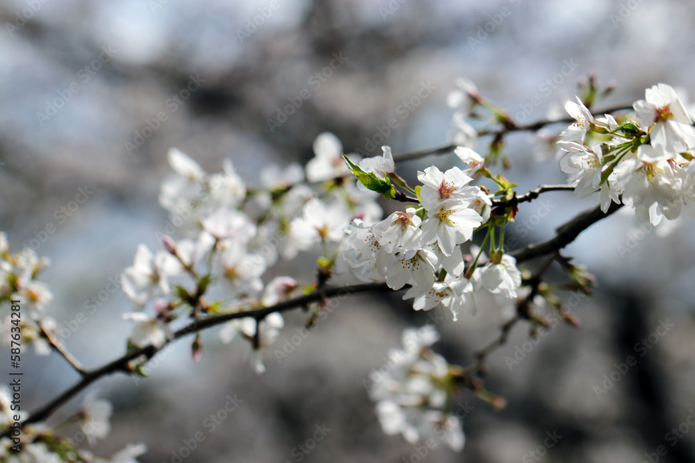 Flower branch with many white cherry blossoms blooming against the blue sky.