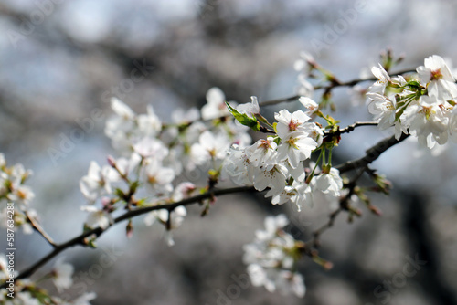 Flower branch with many white cherry blossoms blooming against the blue sky.