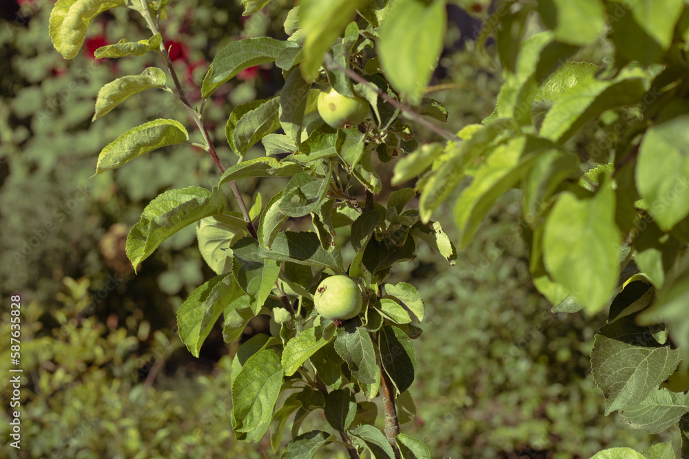 green apples growing on a branch. horizontal photo from an apple orchard