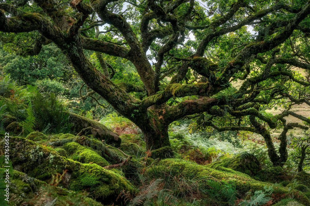 Fototapeta premium Wistman's Wood, Dartmoor, Devon, England