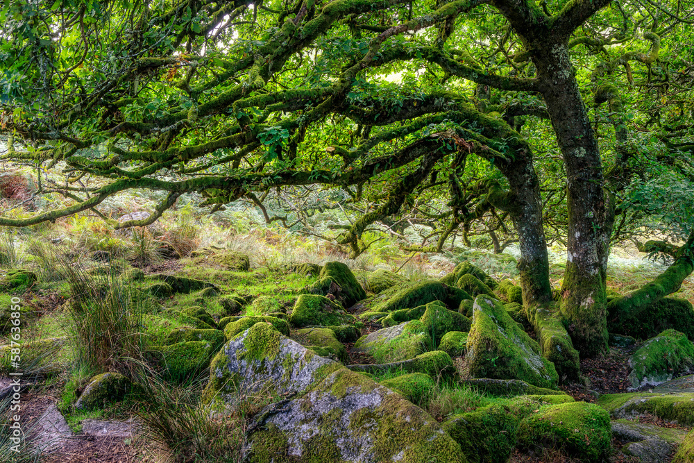 Fototapeta premium Wistman's Wood, Dartmoor, Devon, England