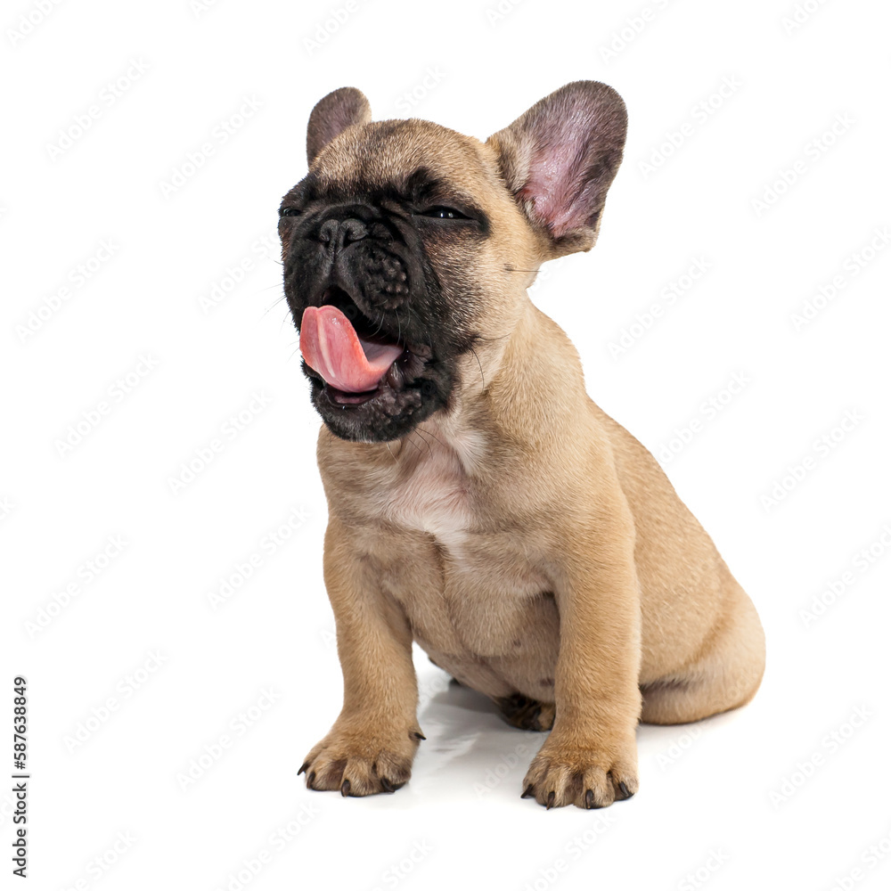Studio shot of purebred dog, French bulldog with cute facial expression, Funny 4-month-old purebred French bulldog puppy Studio shot. French bulldog standing isolated over white studio background
