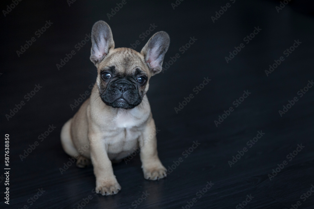 Funny portrait of cute puppy dog French bulldog purebred on floor indoors. New lovely 4-month-old member of family little dog at home. Black background.