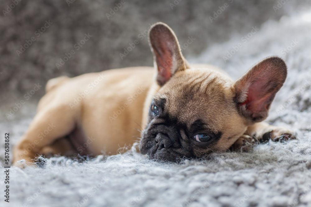 French Bulldog purebred puppy lying on a carpet, looking toward the camera. 4-month-old young French bulldog lying on a grey cushion,quietly installed in the house of the owner.