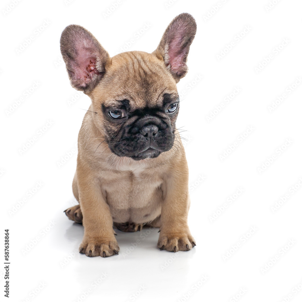 4-month-old French bulldog brown puppy front white background. Studio shot of purebred  French bulldog.  French bulldog sitting isolated over white studio background