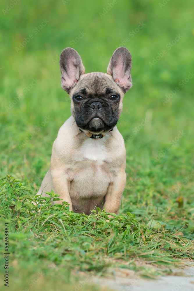 Cute, small, French Bulldog purebred puppy in the park looking toward the camera. 4-month-old purebred French Bulldog sit in the grass