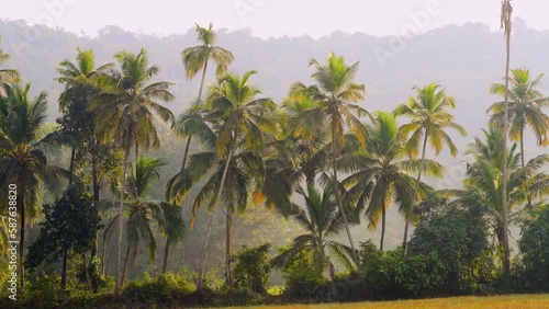 tropical palm forest illuminated by the sun in the morning