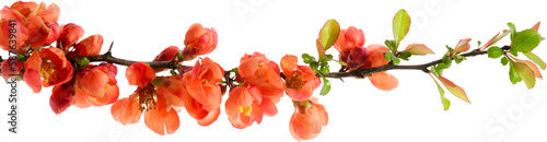 Branch of blossom Chaenomeles japonica bush. Blossoming apple quince twig on white background. photo