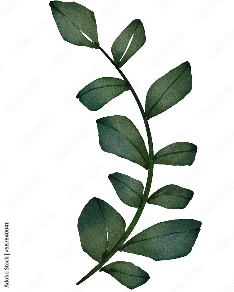 Obraz premium eucalyptus branch watercolor png