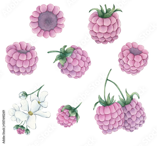 Fototapeta Naklejka Na Ścianę i Meble -  малина 
raspberry
