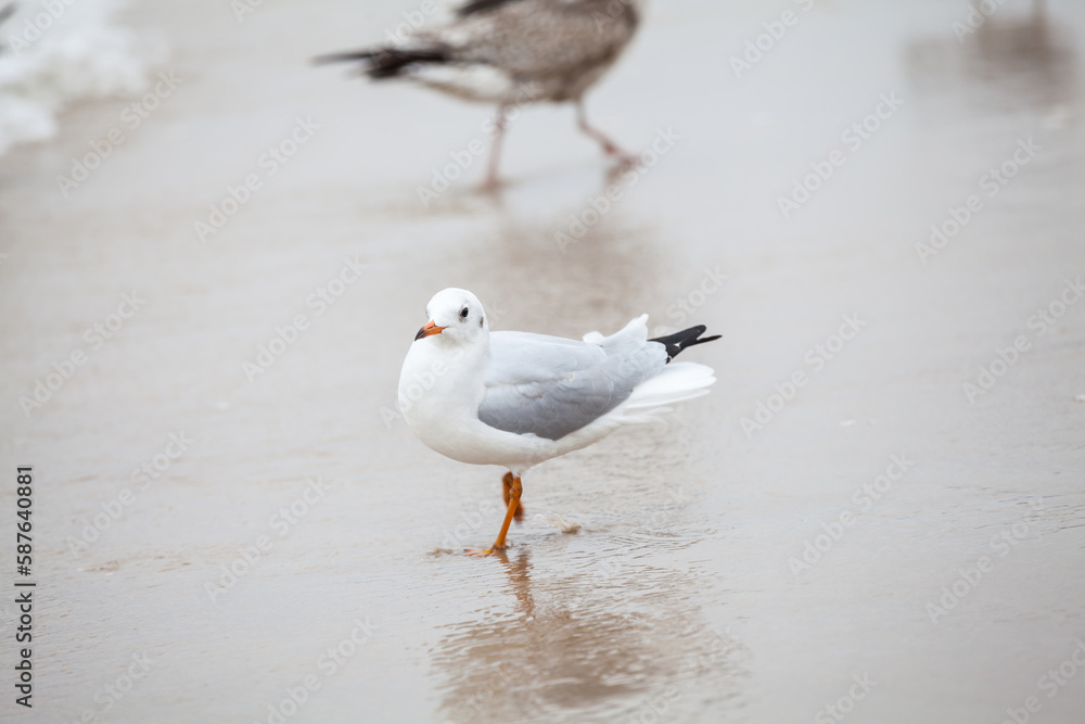 Seagull in the natural environment on the Baltic Sea. Seagull in the natural environment on the Baltic Sea.