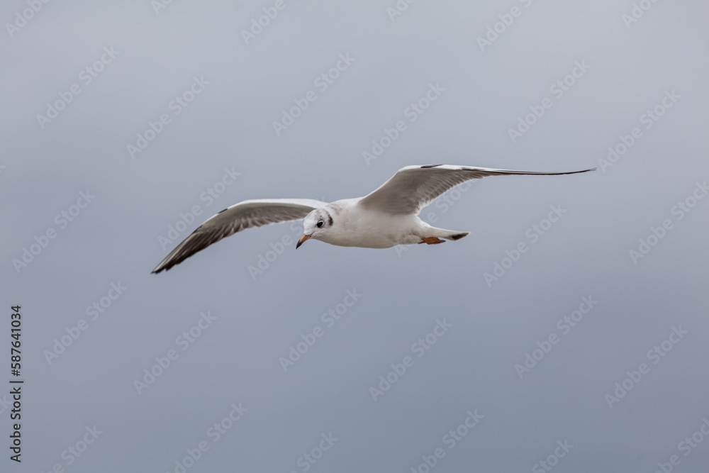 Seagull in the natural environment on the Baltic Sea. Seagull in the natural environment on the Baltic Sea.
