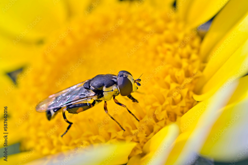 Syritta pipiens, sometimes called the thick-legged hoverfly, is one of the most common species in the insect family Syrphidae, Crete