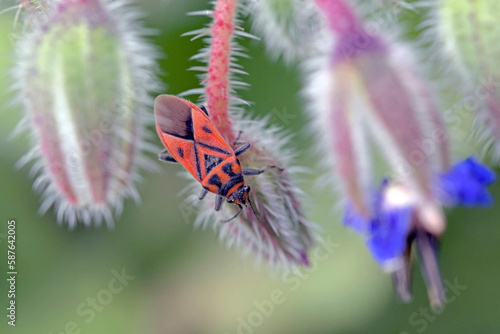 Graptostethus servus is a species of seed bug in the family Lygaeidae, Crete photo