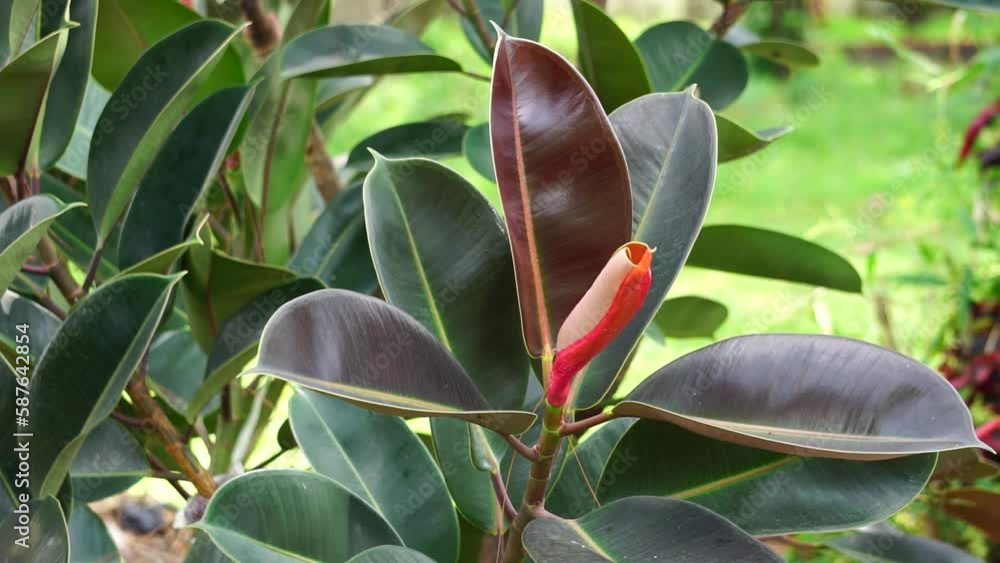 Ficus elastica (Also known as the rubber fig, rubber bush, rubber tree