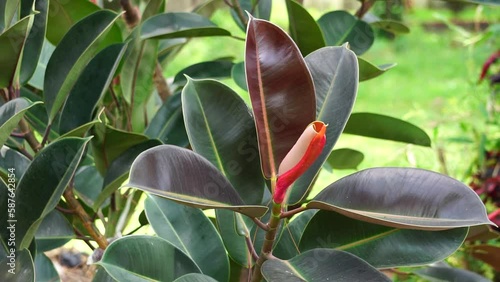 Ficus elastica (Also known as the rubber fig, rubber bush, rubber tree) in nature. The latex of Ficus elastica is an irritant to the eyes and skin and is toxic if taken internally photo