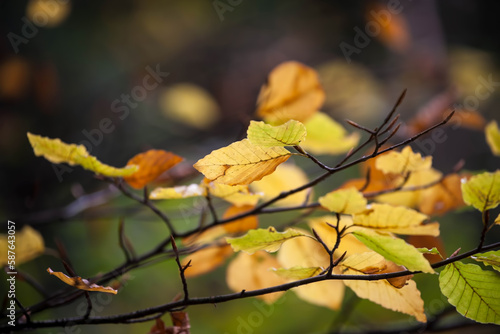 Colorful leaves in forest. Colorful leaves in autumn.