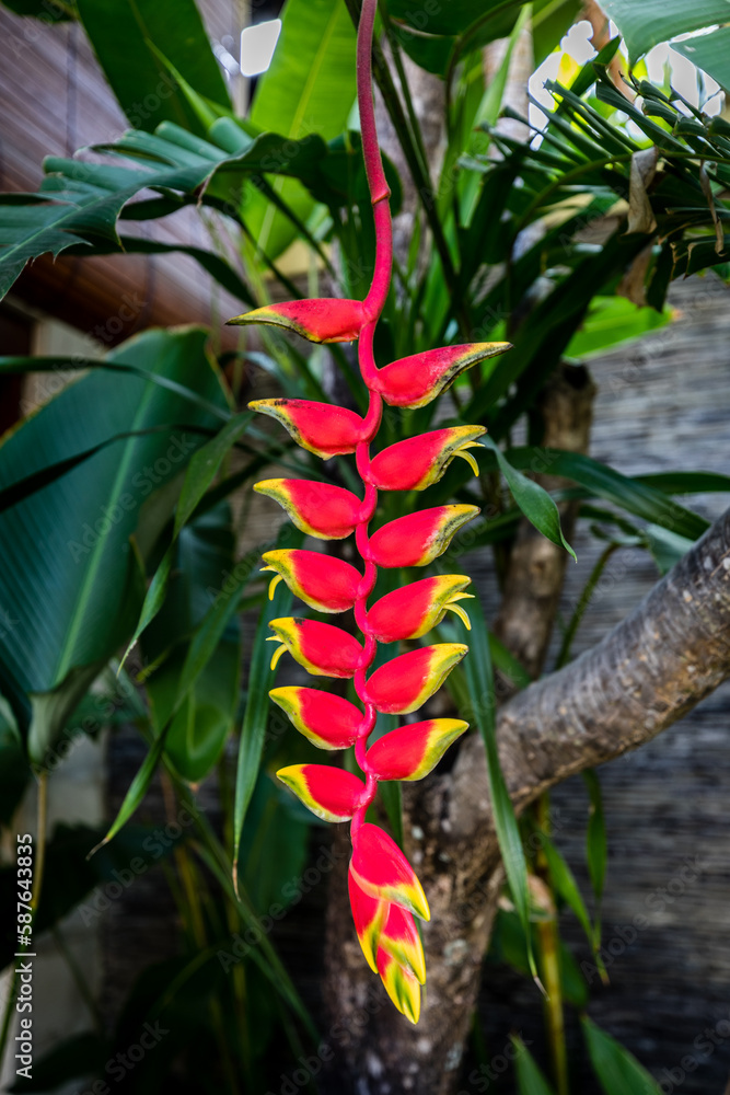 Obraz premium Beautiful natural tropical plants in Bali, Indonesia