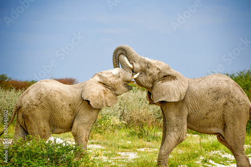 Elephants kiss