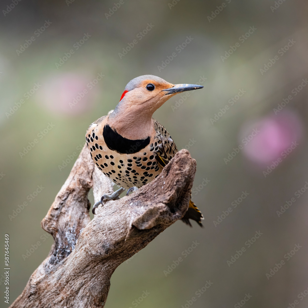 colorful northern flicker on perch