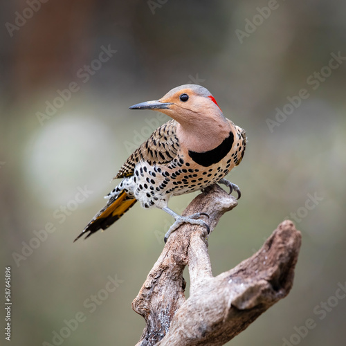Принти на полотні colorful northern flicker on perch